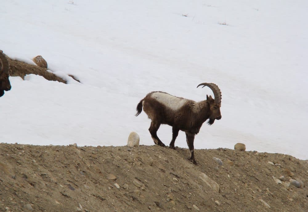A mature Himalayan ibex bull on a high snowfield