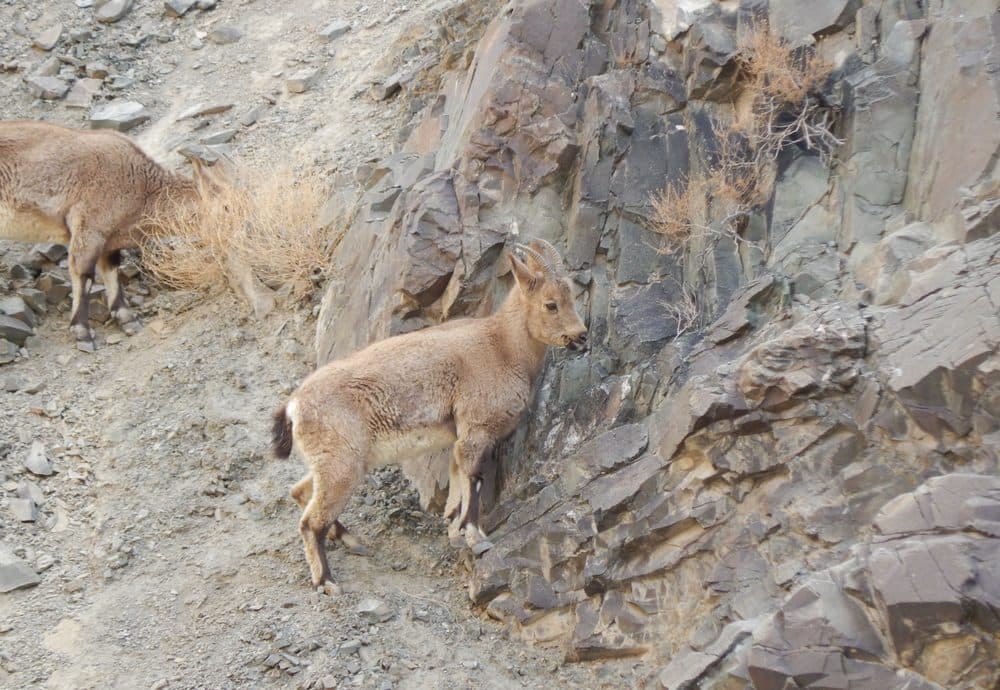 Himalayan ibex feeding among broken cliffs above a gorge