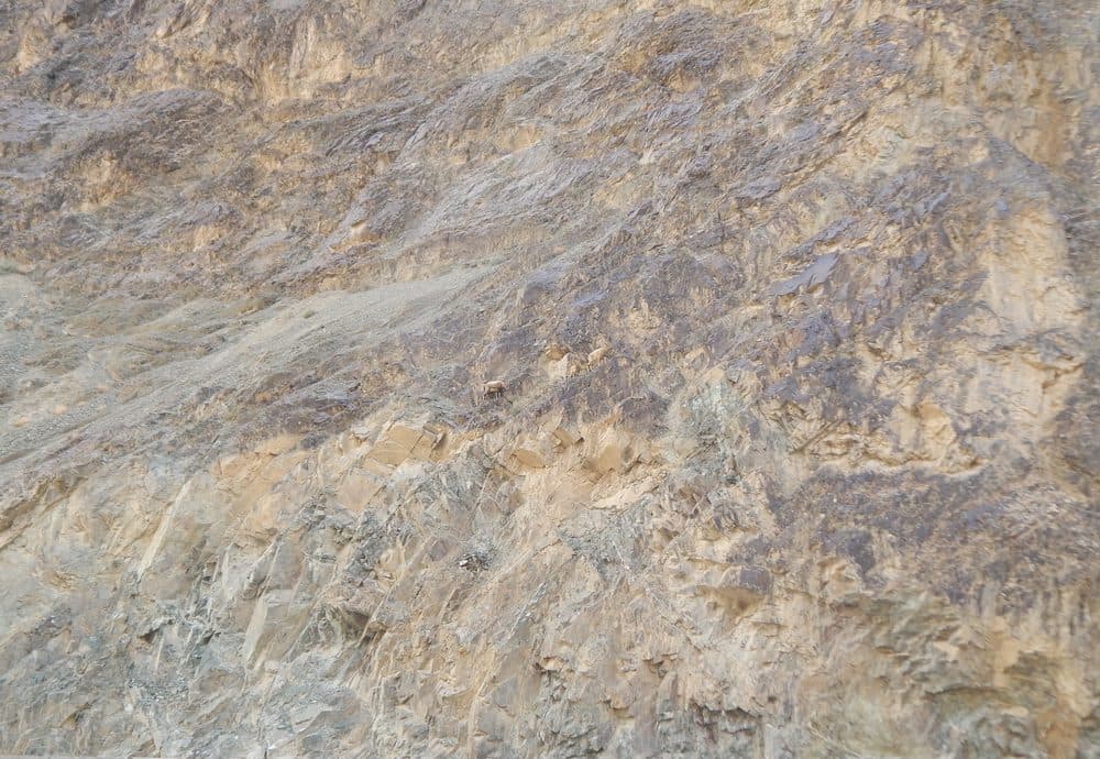 Ibex camouflaged against a rocky mountain face seen through the glass