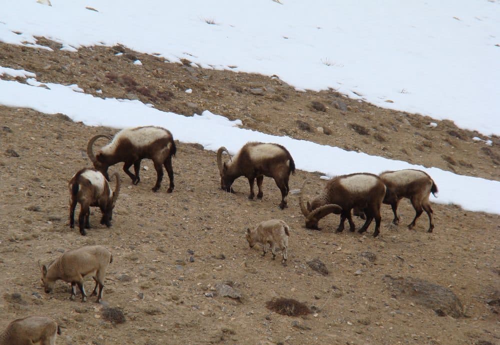 A herd of Himalayan ibex grazing a wind-blown winter slope