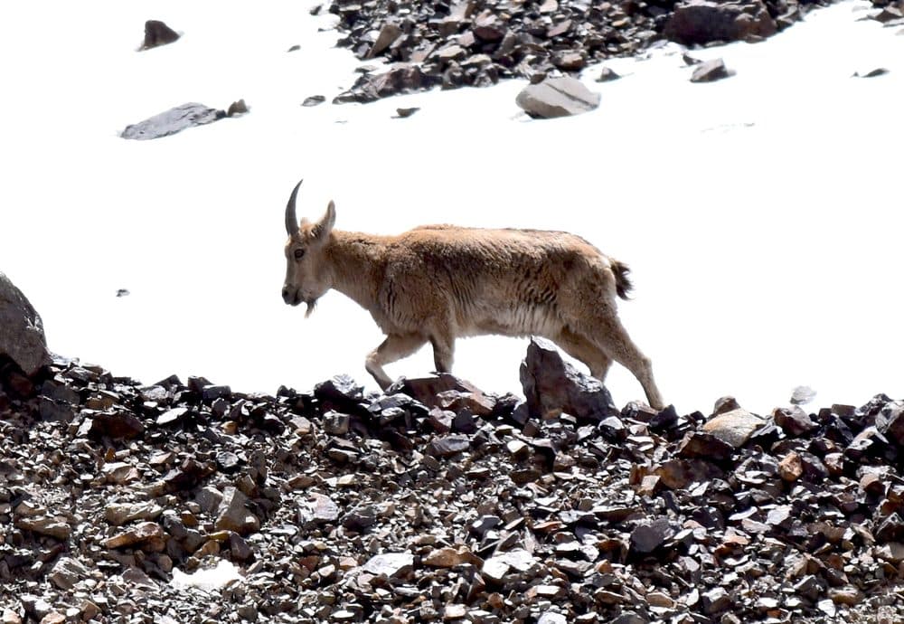 A Himalayan ibex crossing snow-covered ground in Khunjerab National Park