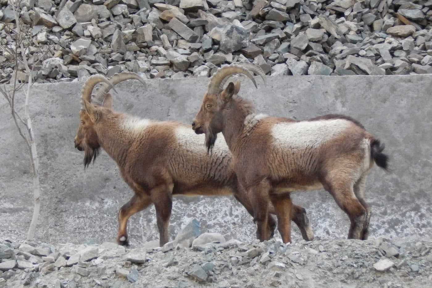 Two mature Himalayan ibex bulls crossing a scree slope