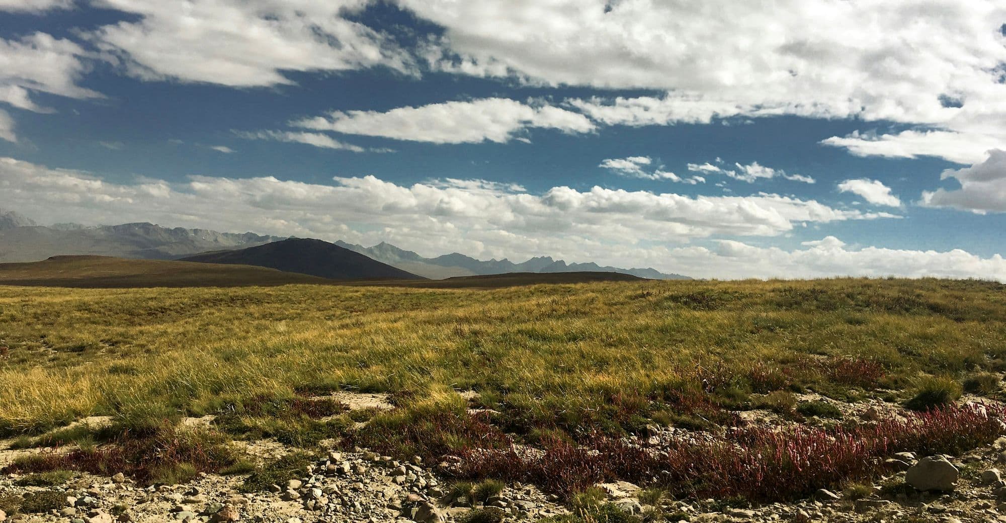 Green summer meadows of the Deosai plateau in Deosai National Park with rounded hills behind, Gilgit-Baltistan