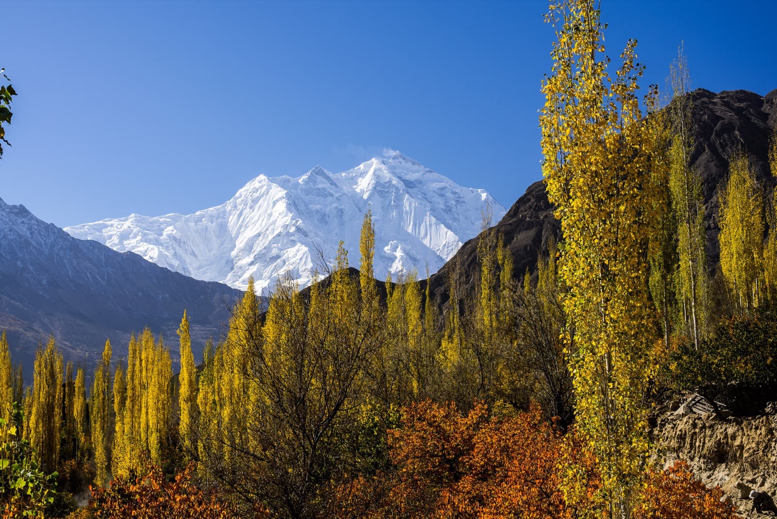 Golden poplars and autumn foliage below Rakaposhi in the Hunza valley, Gilgit-Baltistan